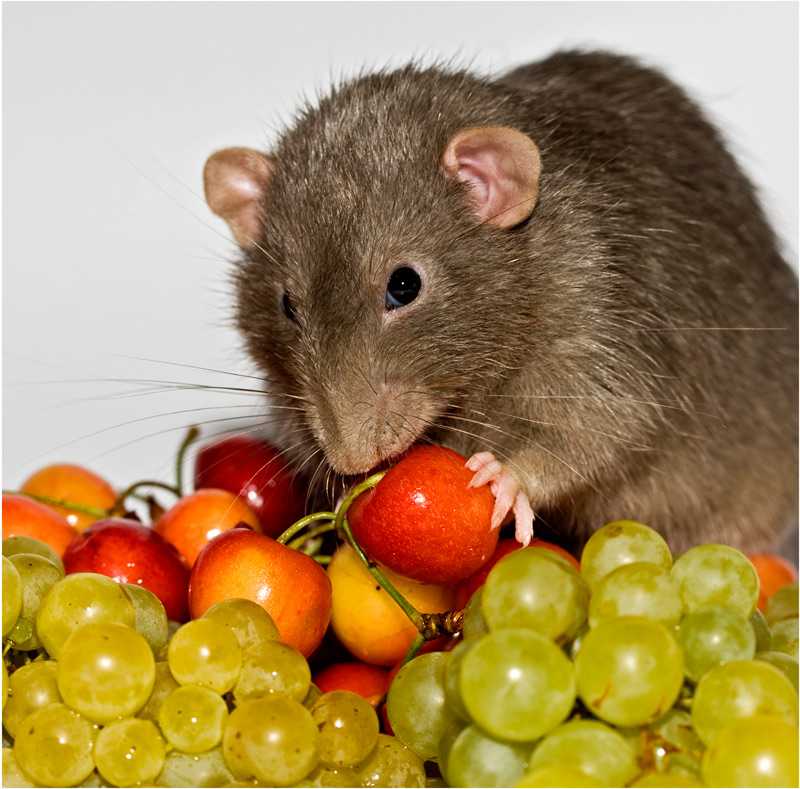 Можно ли крысам сыр, молоко, творог и молочные продукты