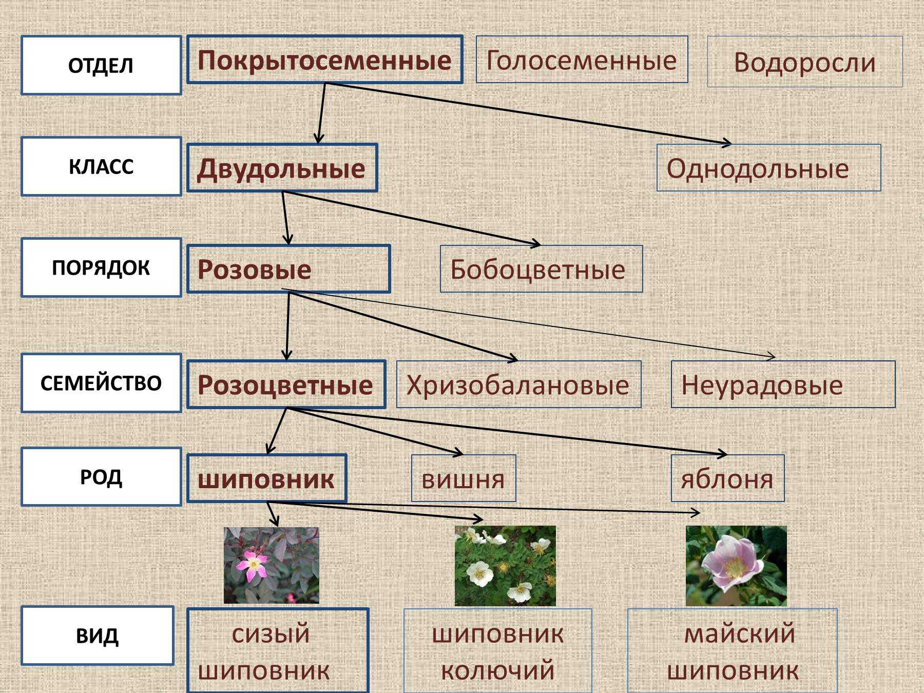 Царство растений отделы классы схема