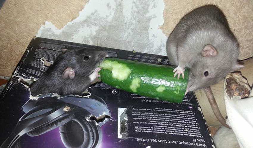 Что едят декоративные крысы: рацион