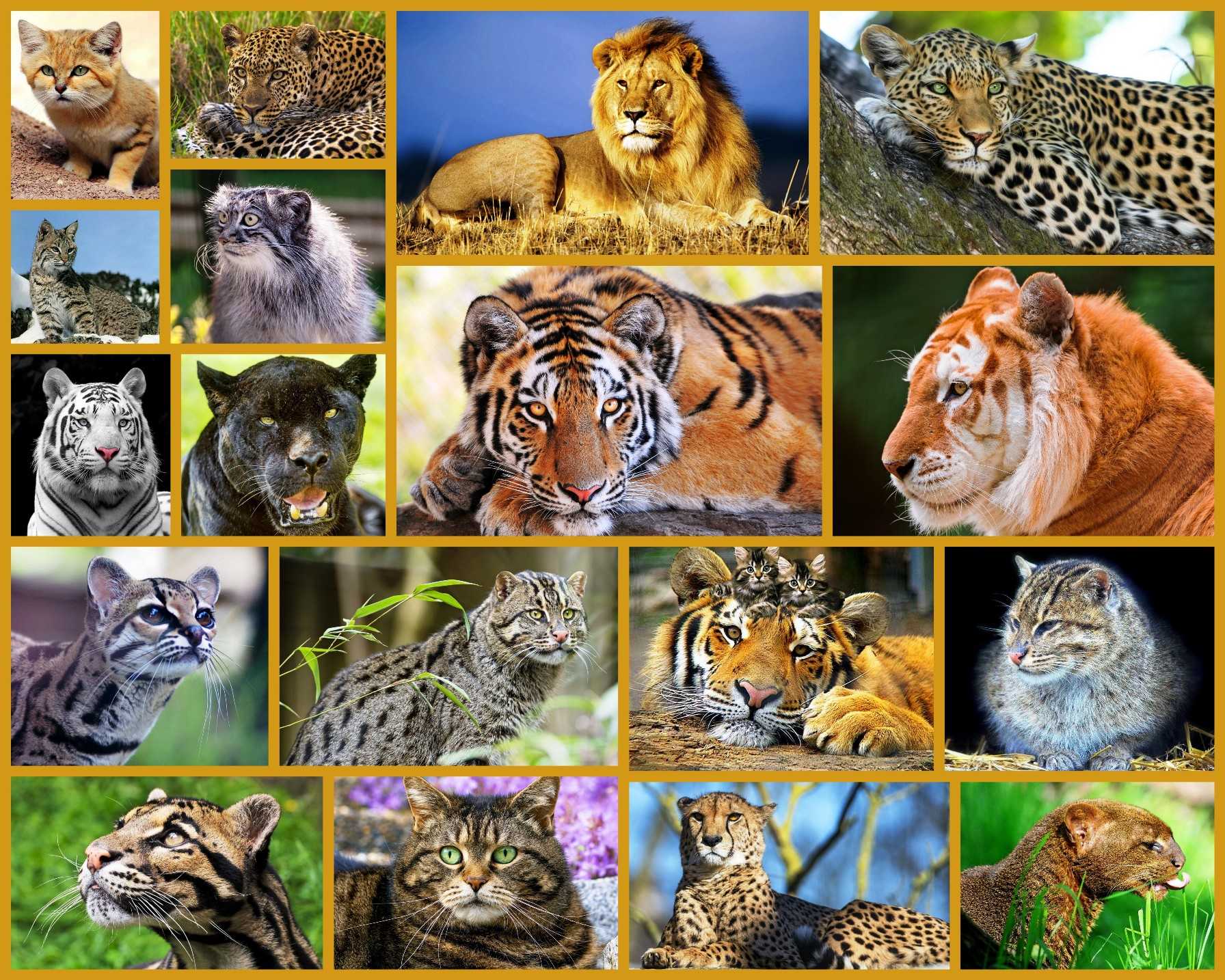 Животные россии - млекопитающие, птицы, рептилии, амфибии, рыбы и другая фауна — природа мира