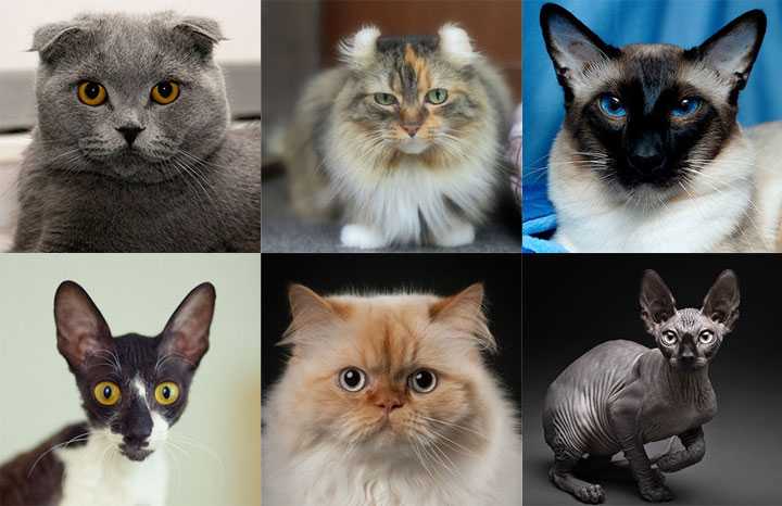 Все породы кошек с фотографиями