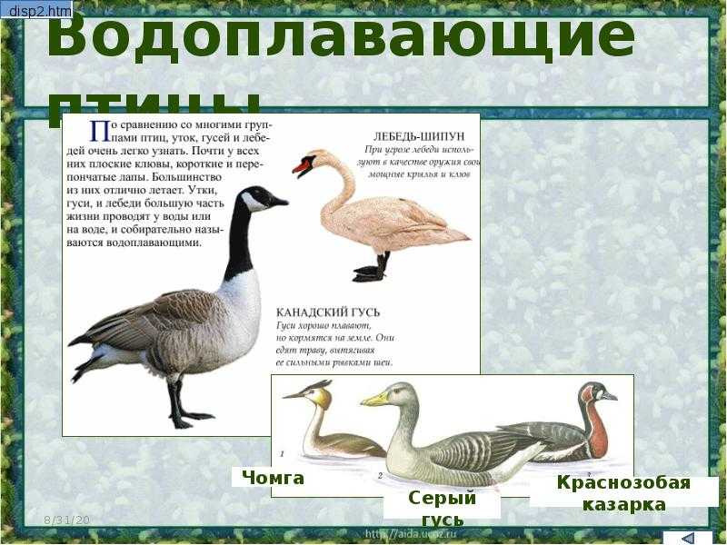 Читать книгу биология. животные. 7 класс в. в. латюшина : онлайн чтение - страница 8