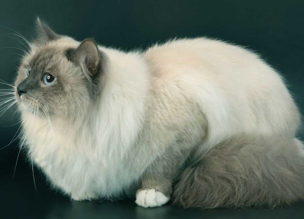 20 самых красивых пород длинношерстных кошек: краткое описание происхождения и интересные факты