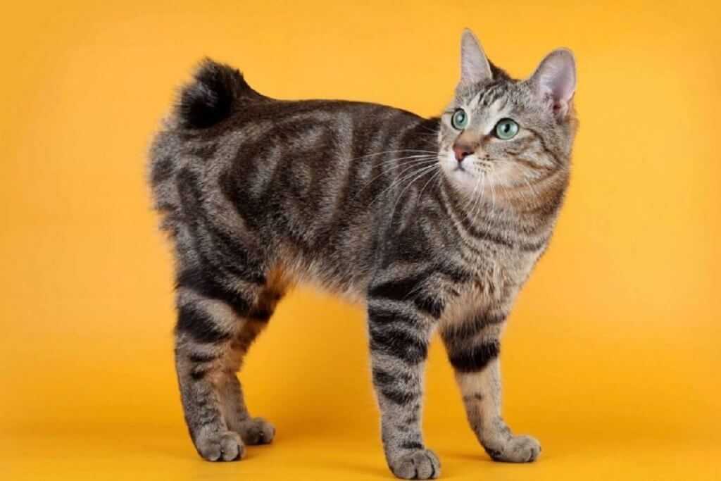 Породы больших пятнистых домашних кошек: названия и описание с фото, особенности содержания