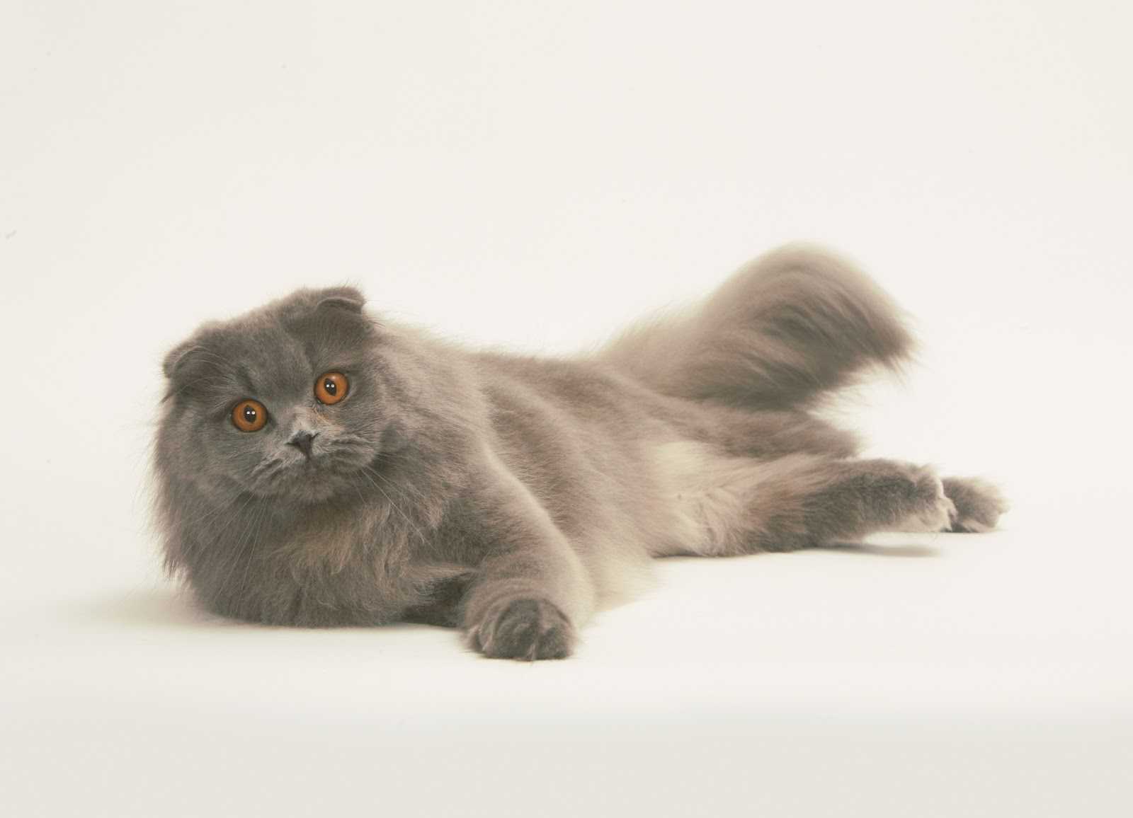 Хайленд-фолд: шотландская вислоухая длинношерстная кошка