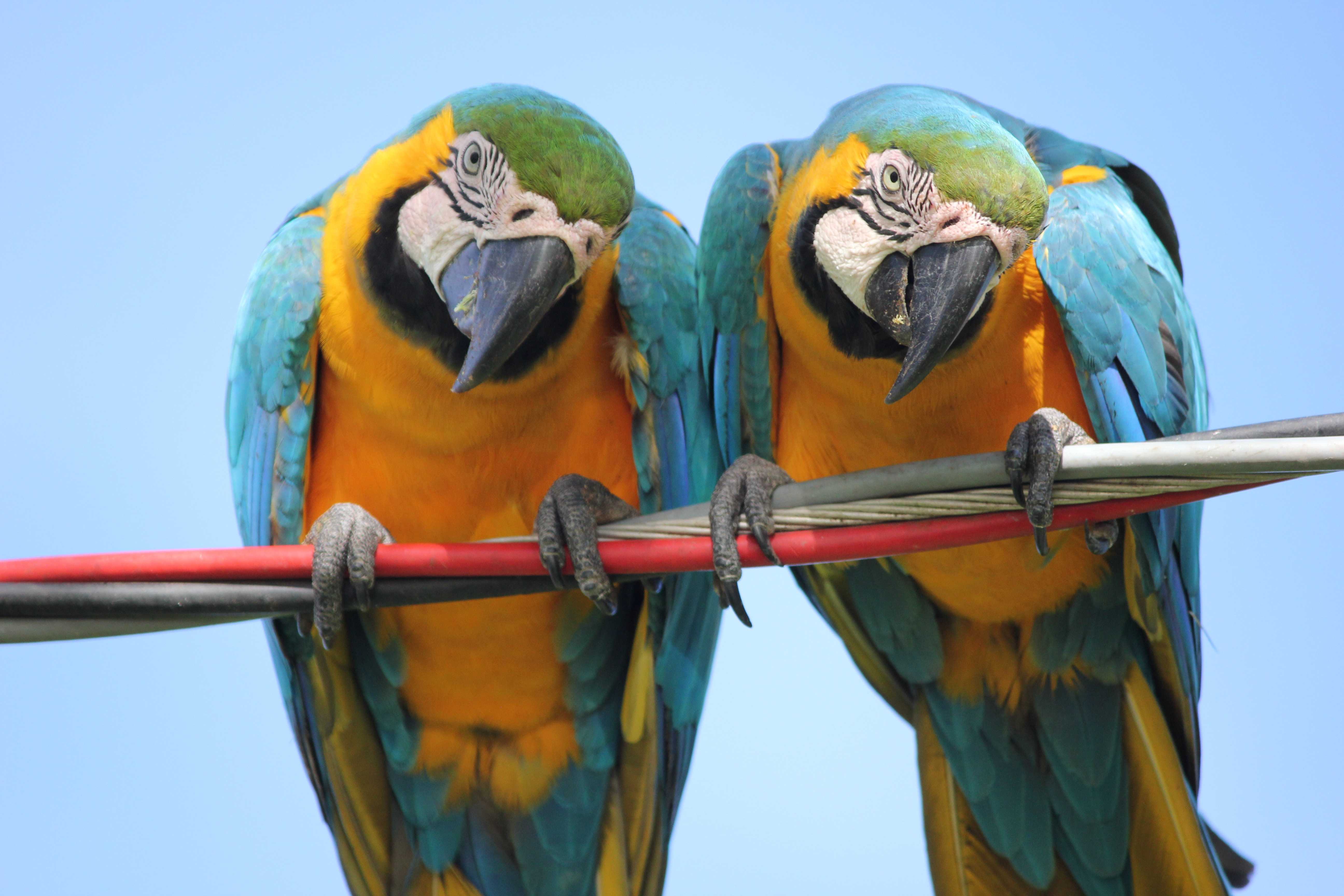 Почему попугаи могут разговаривать и как научить птицу говорить