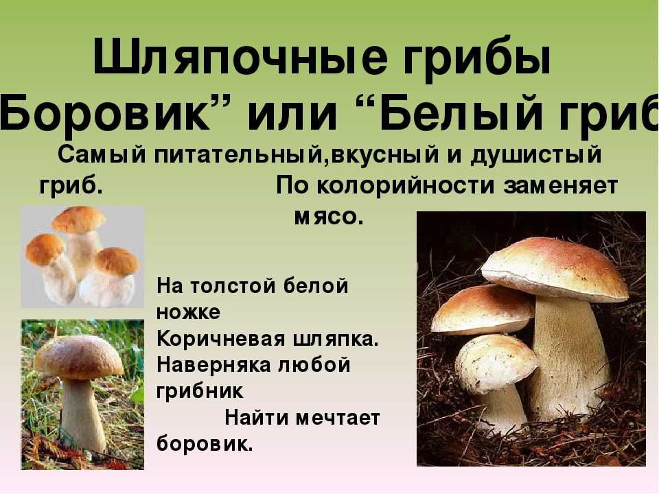 Доклад сообщение съедобные грибы (описание для детей)