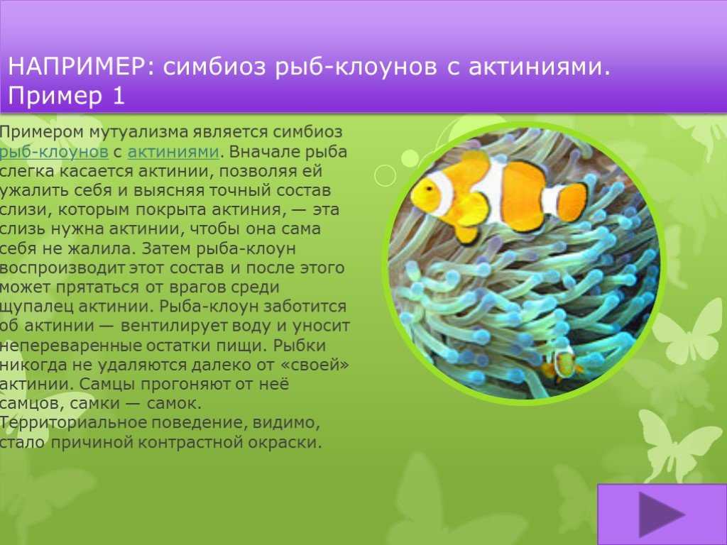 Симбиоз | справочник пестициды.ru