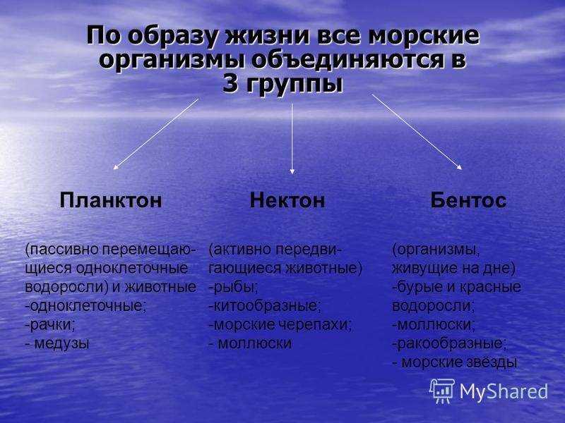 Примеры водных групп. Зоопланктон Нектон и бентос. Планктон Нектон бентос таблица. Группы морских организмов. Экологические группы планктон Нектон бентос.