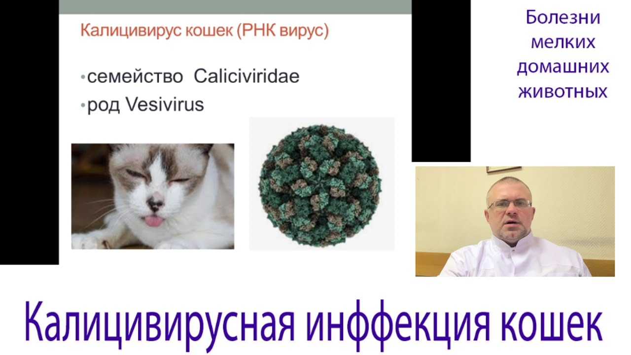 Кальцивироз у кошки - симптомы, диагностика, лечение и профилактика! | caticat.ru