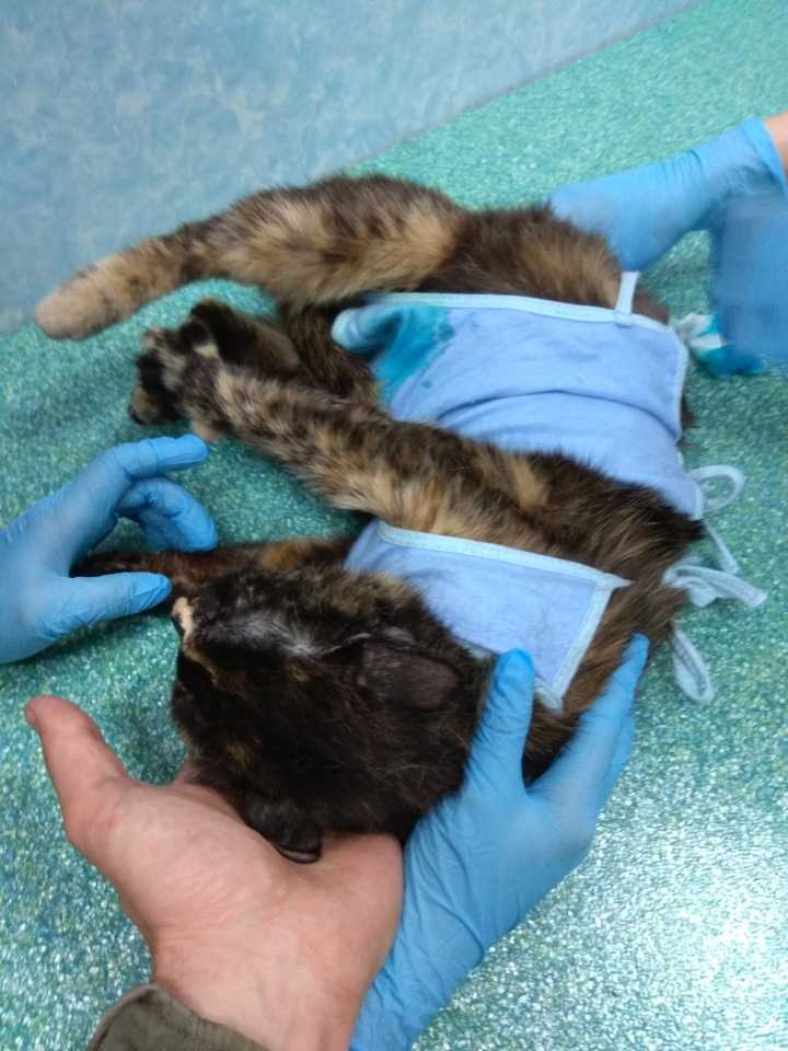 Полное руководство по стерилизации кошек: виды, цены, в каком возрасте делать, как ухаживать после, за и против Лапароскопия как альтернатива