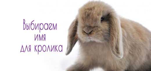 Как назвать кролика: имена и клички для кроликов девочек и мальчиков