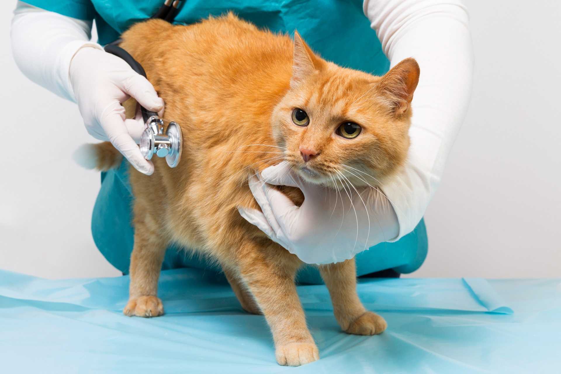 Мочекаменная болезнь у котов: причины и лечениеветлечебница рос-вет