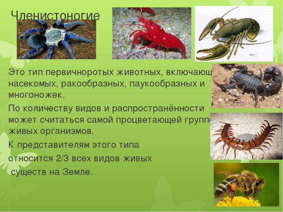 Растения и животные водоемов: описание и их значение в природе :: syl.ru