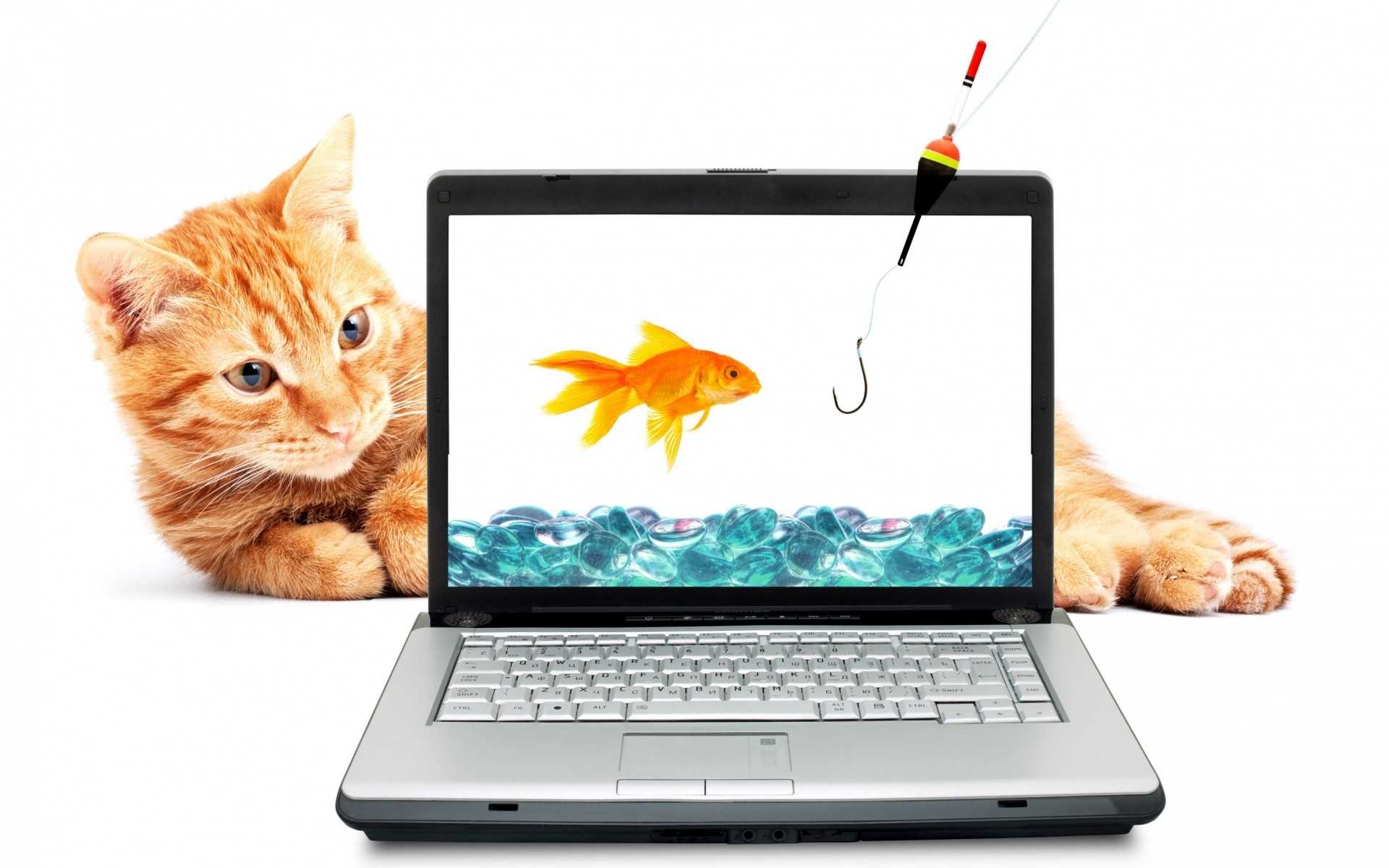 Рыбки для котят на экране онлайн - все про домашних животных