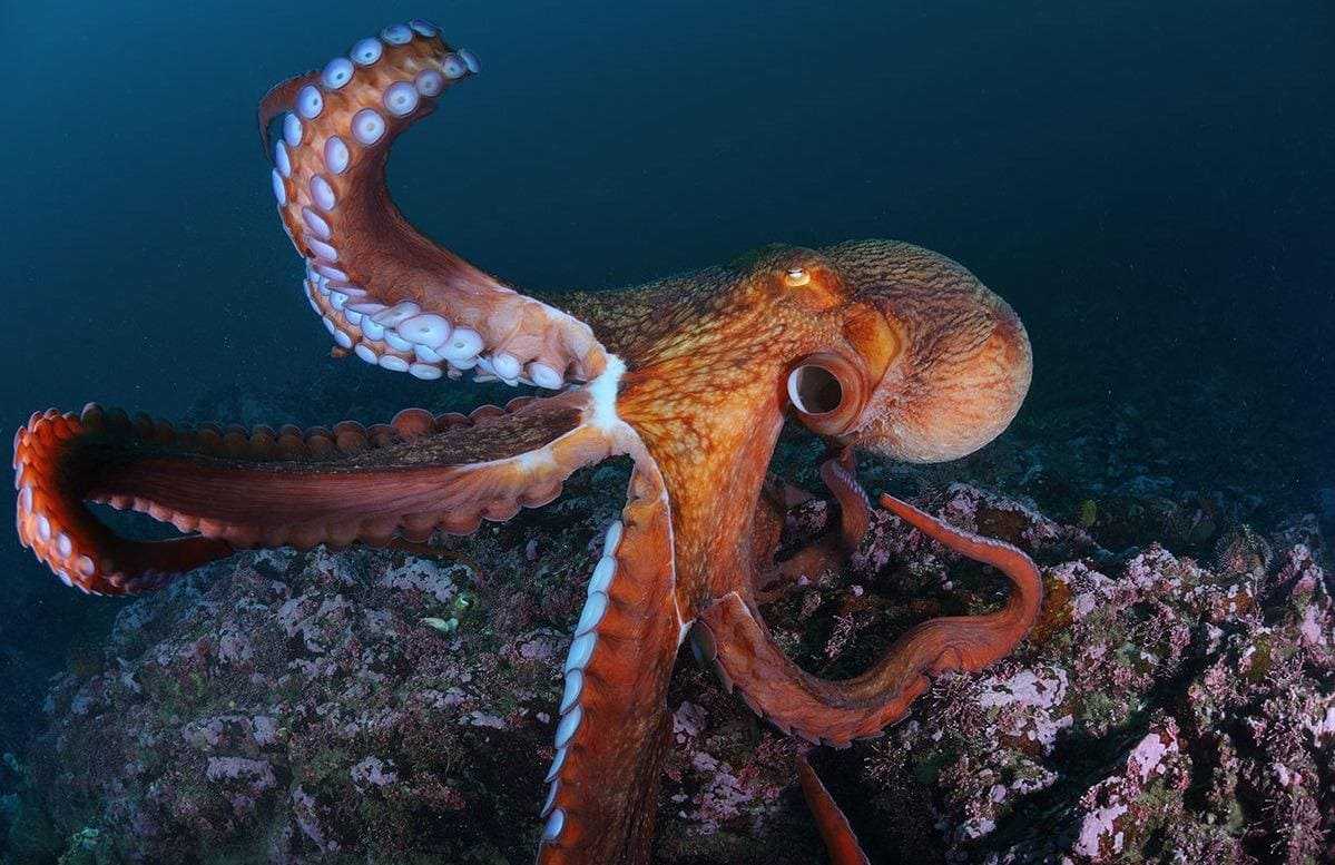Животный мир морей и океанов - удивительный мир животных