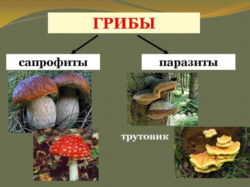 Активный образ жизни относится к грибам. Грибы сапрофиты и грибы паразиты. Грибы сапрофиты паразиты симбионты. Сапрофиты паразиты сапротрофы. Питание грибов сапрофиты.