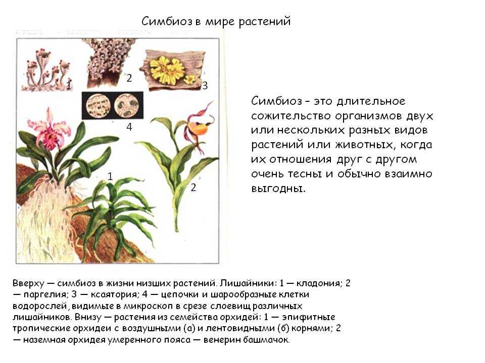 Урок 3: биотические факторы - 100urokov.ru