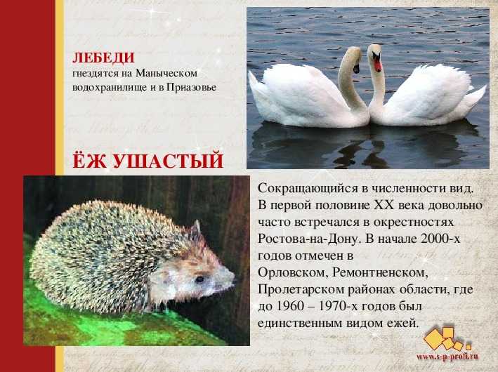 Животный мир крыма: характеристика, названия и фото животных