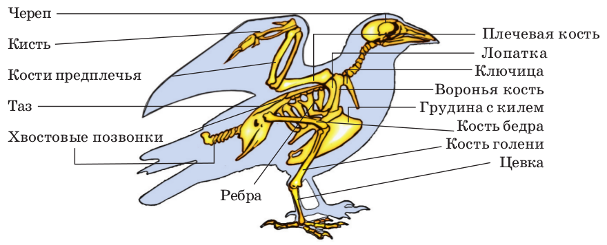 Скелет сизого голубя биология 7 класс рисунок с подписями