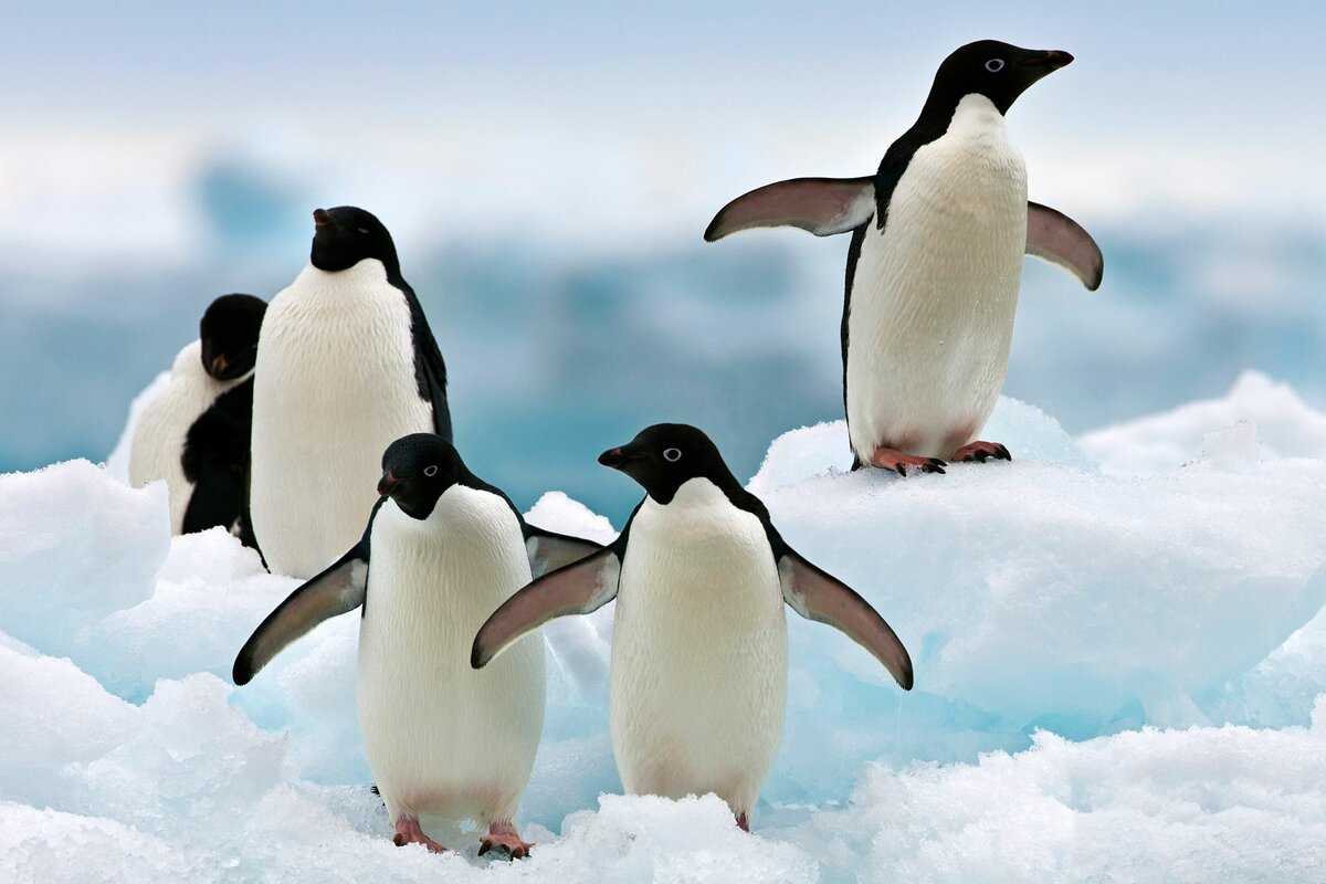Пингвины: фото, описание, внешний вид, питание - информация про животных