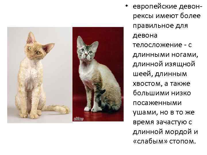 Описание и фото уральского рекса, особенности содержания кудрявых кошек