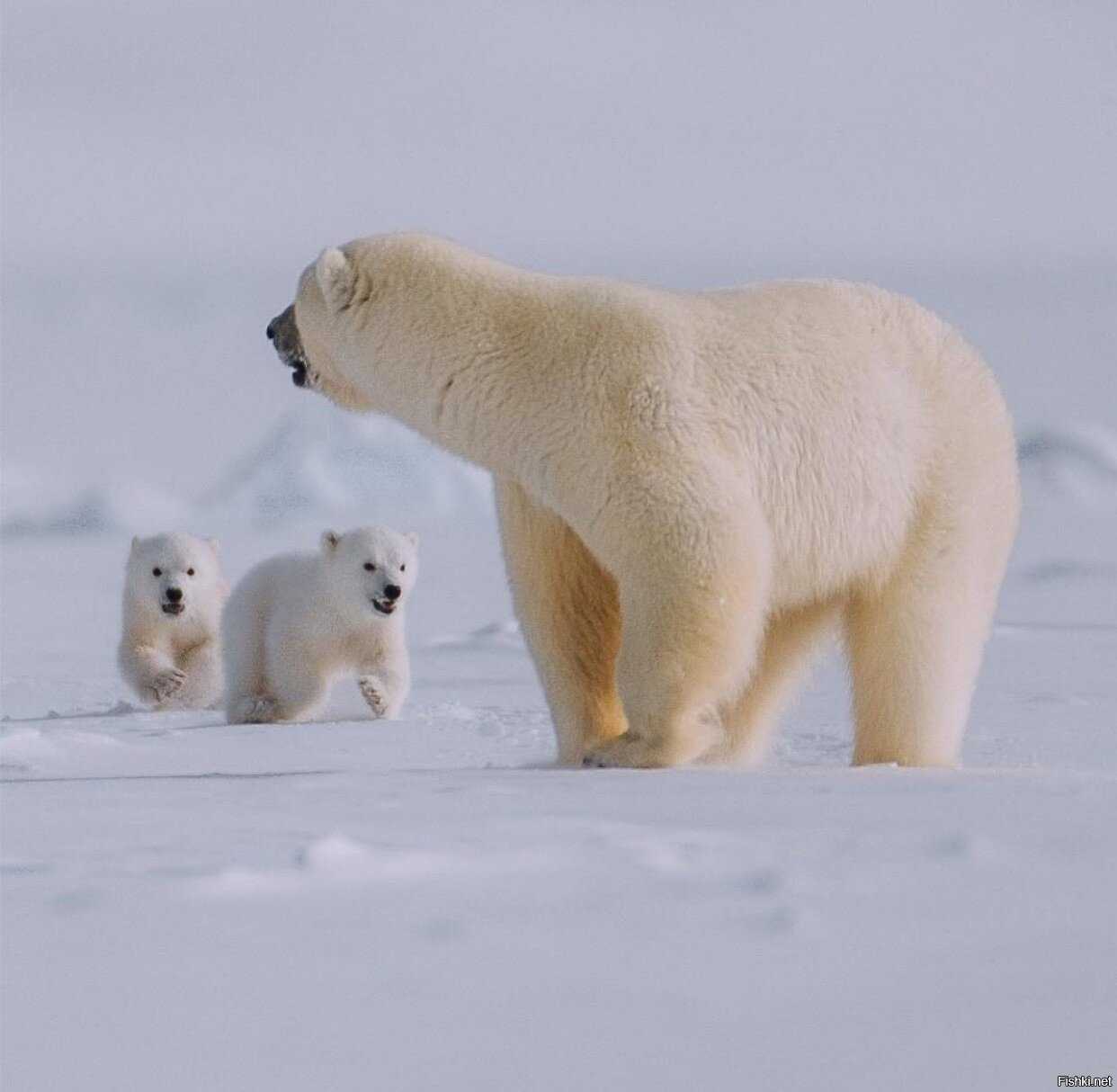 Топ 5 - интересные факты об антарктиде. почему белые медведи не едят пингвинов, температура + 30 °с и что такое антарктический оазис.