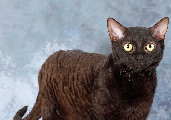 Кудрявые кошки: названия и описание основных пород
