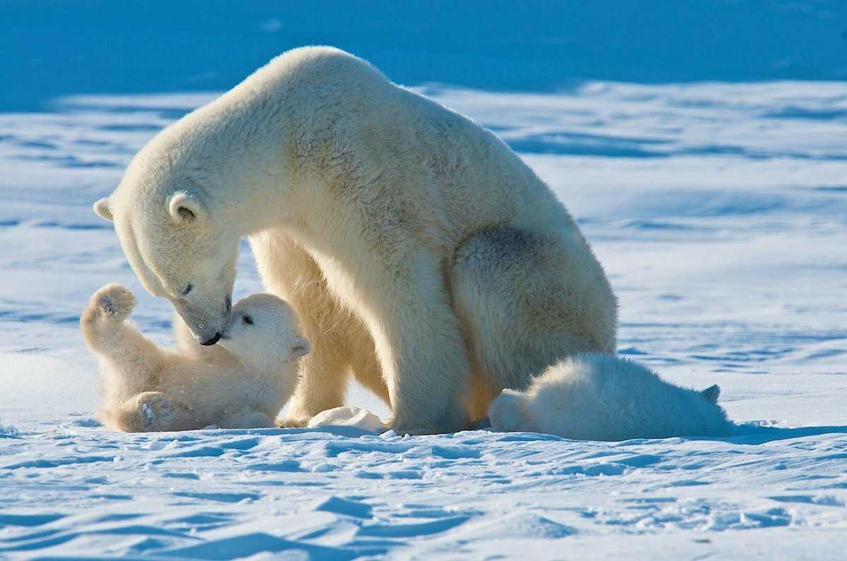 Северный ледовитый океан: интересные факты и история покорения | интересный сайт