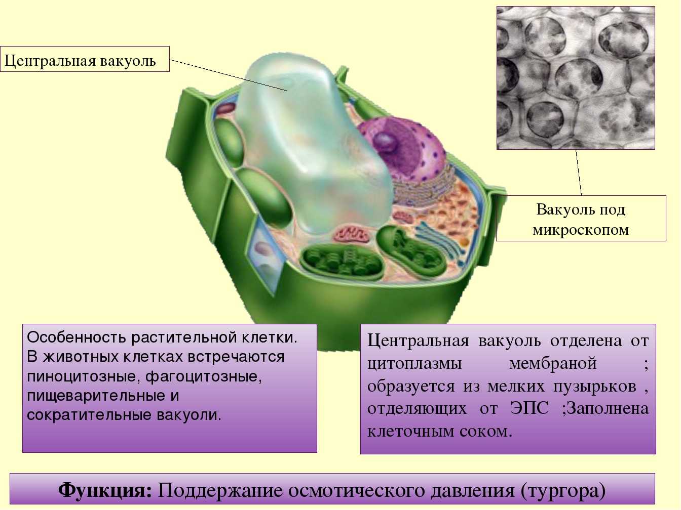 Центральная вакуоль растительной клетки