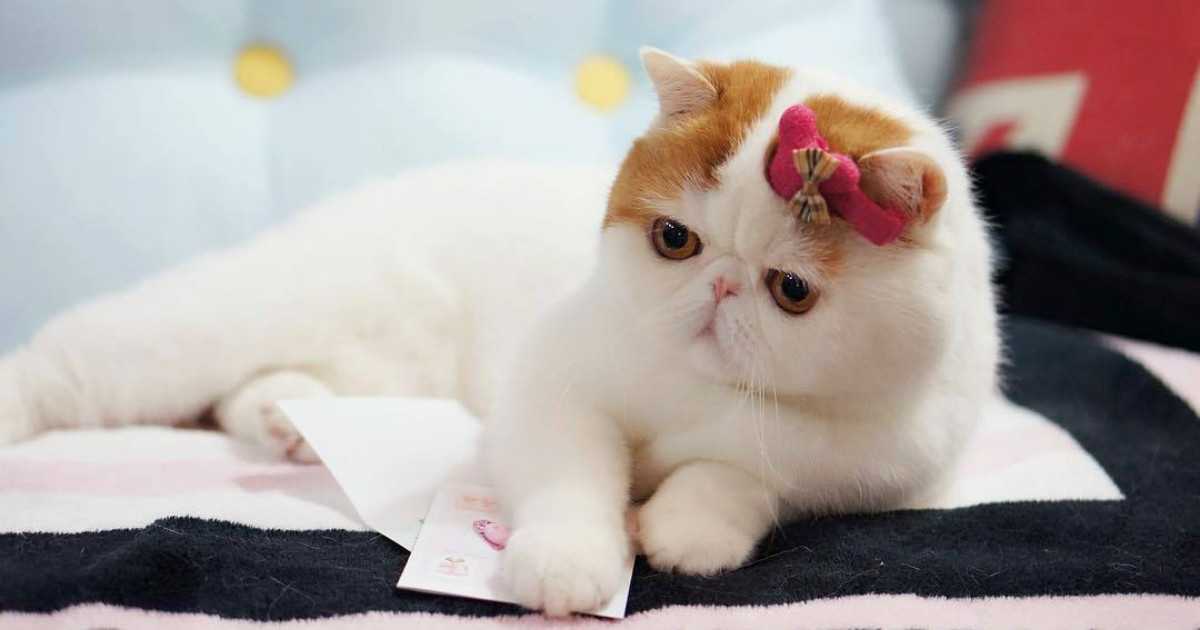 Китайский кот снупи: о породе, фото, цена, видео