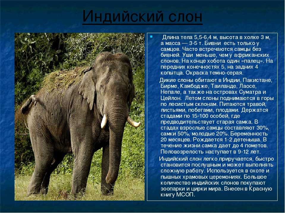 Известно что индийский слон. Хоботные индийский слон. Сообщение о слоне. Доклад о слонах. Индийский слон доклад.