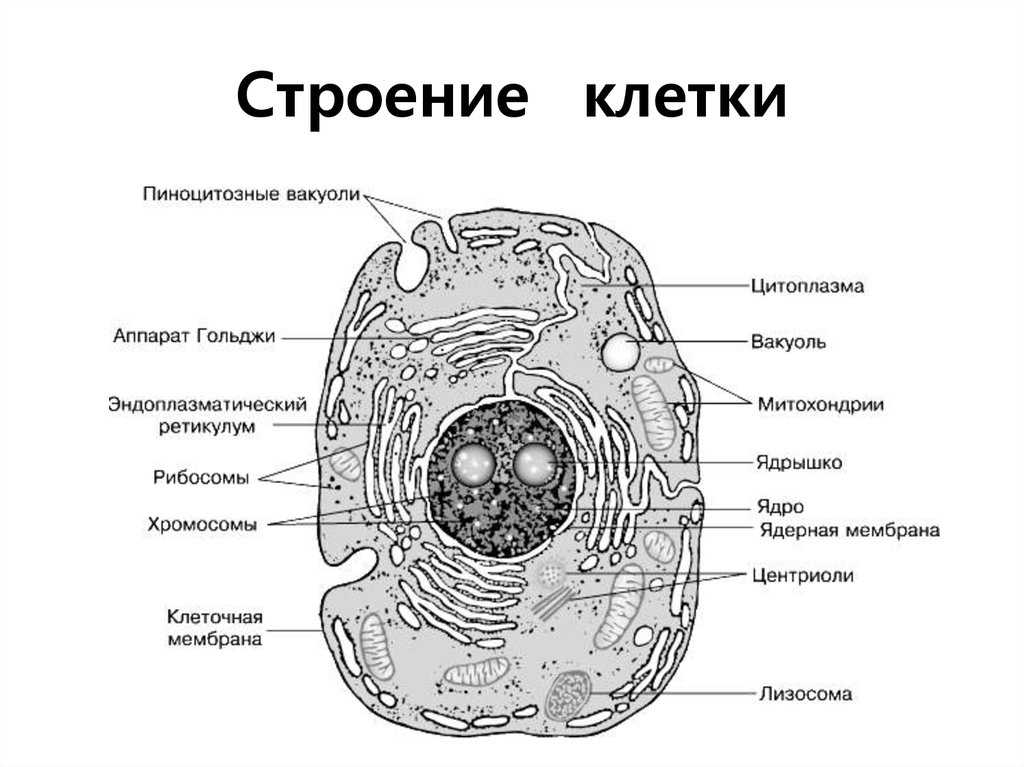 Клетка биология схема