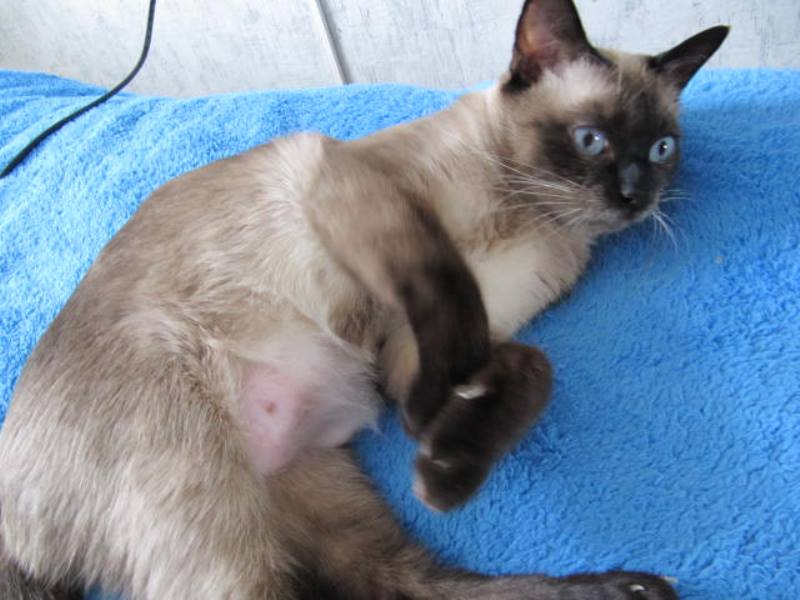 Мастит у кошки: причины, симптомы и лечение, профилактика