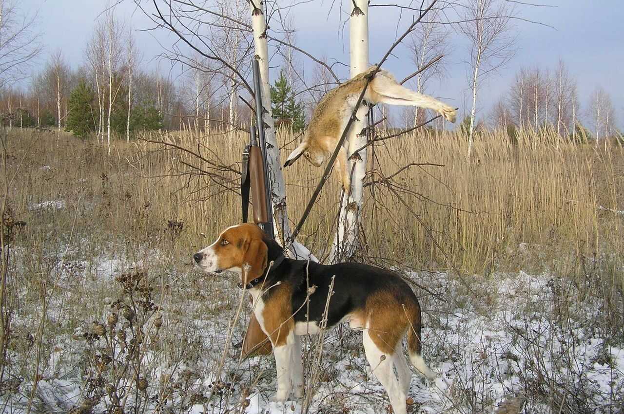 Если вы ищете верного спутника, для помощи на охоте, эти собаки самые лучшие варианты Они разные по размерам и способностям, но