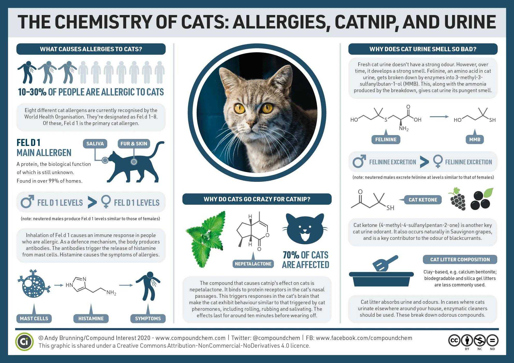Аллергия у кошек