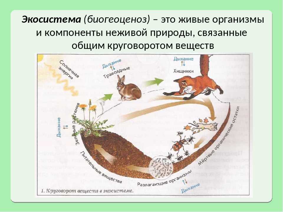 Понятие о природном организме 5 класс. Экосистема. Экосистема это в биологии. Биогеоценоз. Экосистемы для дошкольников.