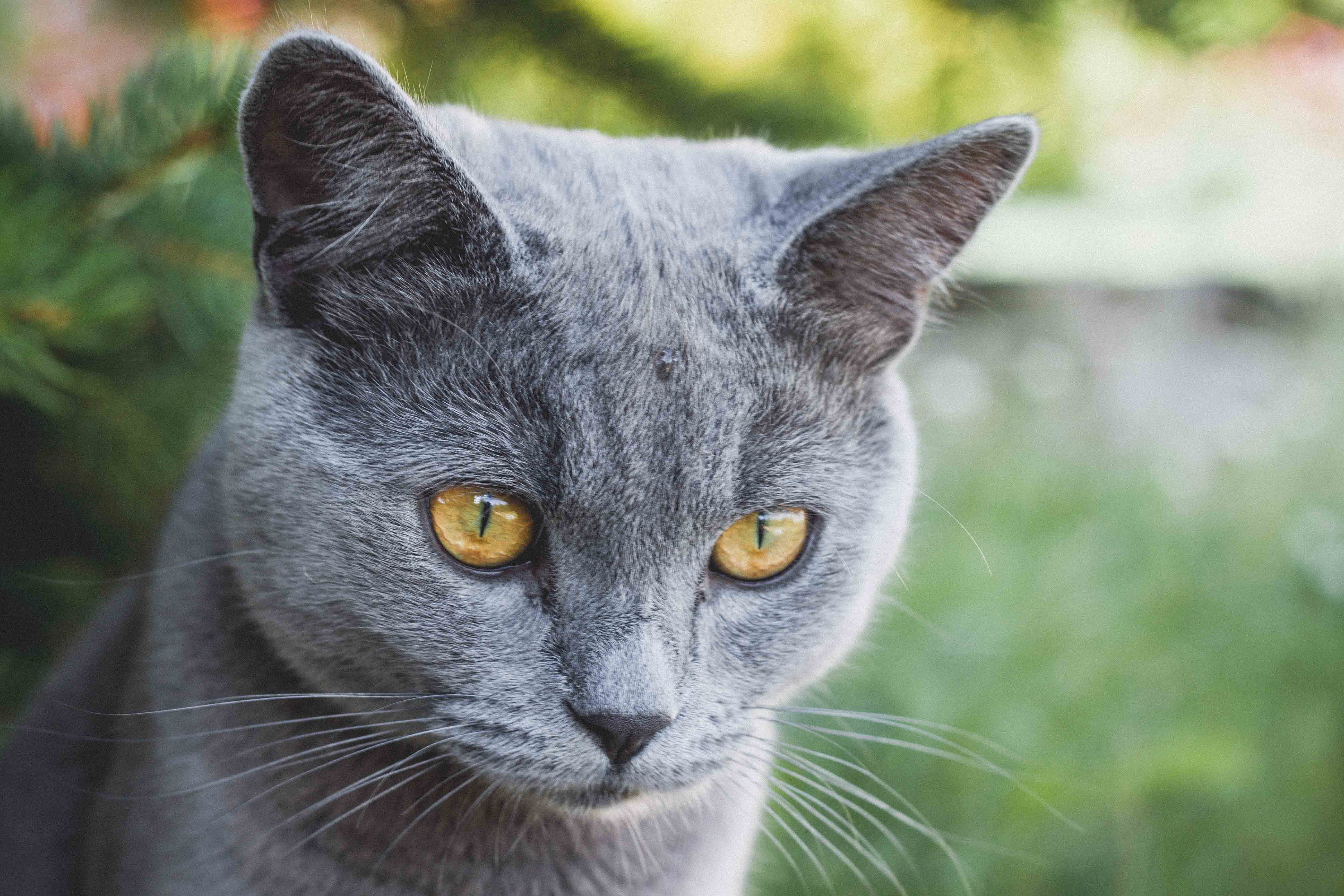 Особенности белых кошек с голубыми глазами