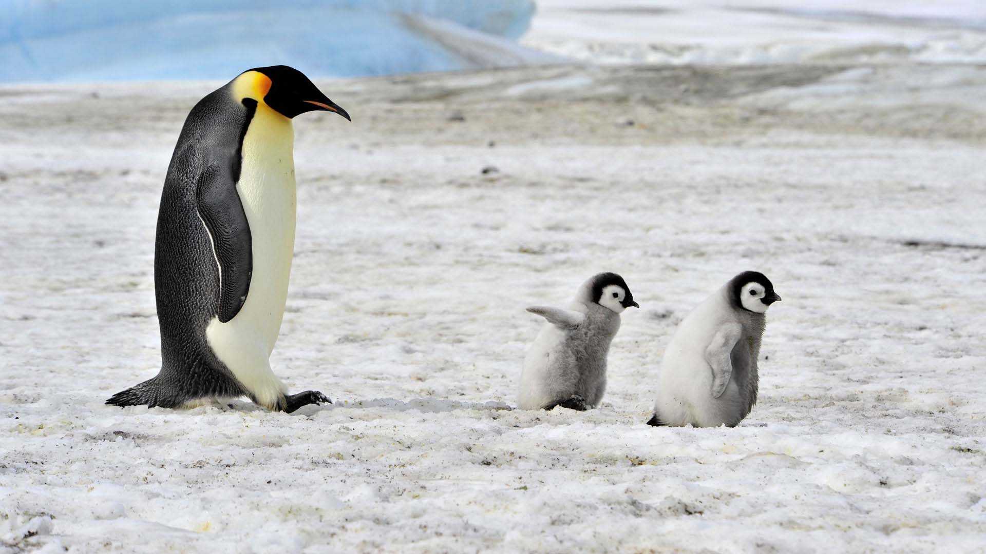 Как пингвины спасаются от холода? - места и названия