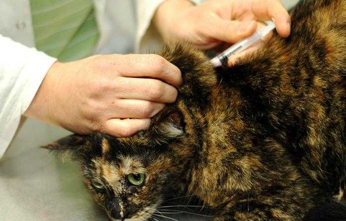 Чумка у кошек: симптомы и лечение – от ветеринаров