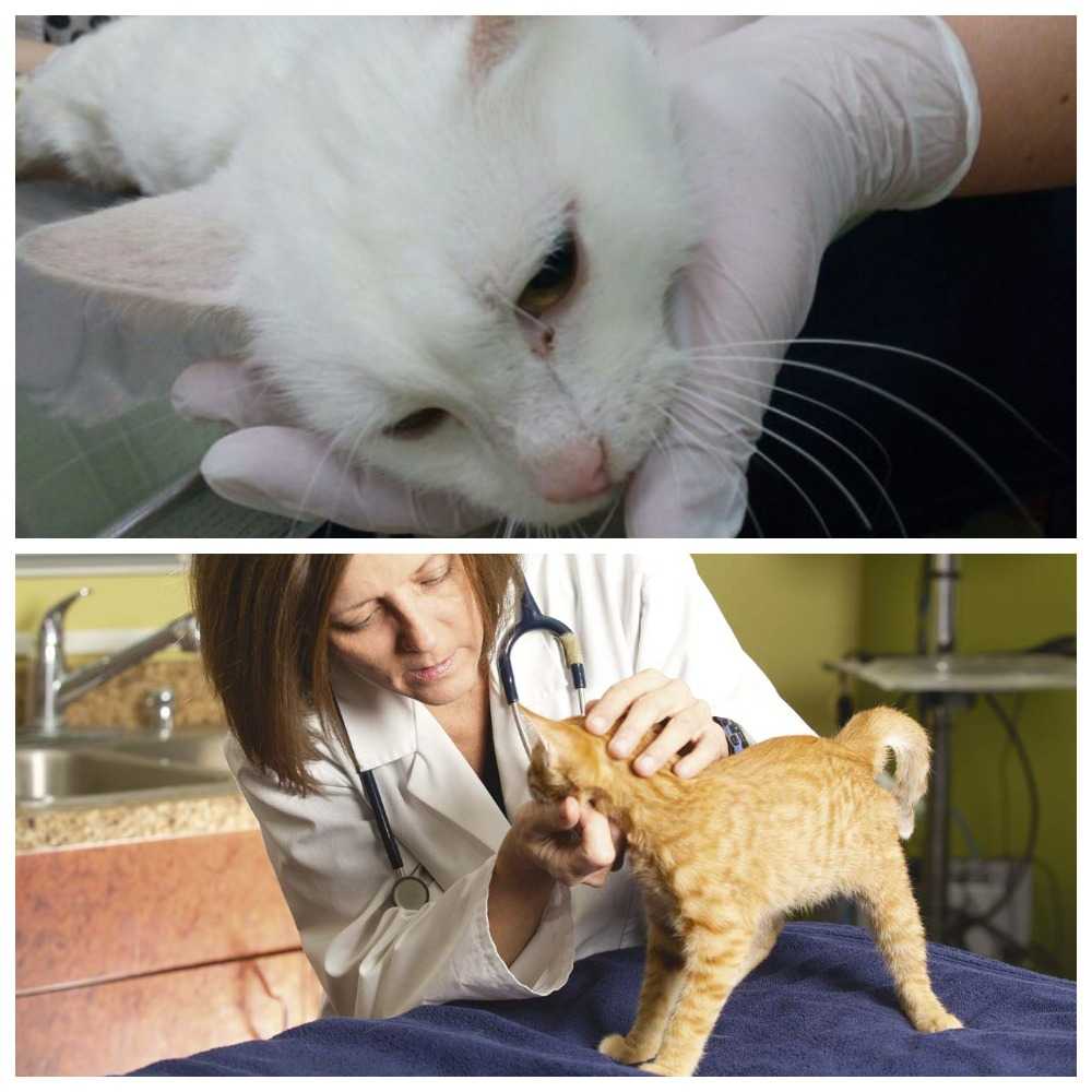 Эпилепсия у кошек, лечение: как прекратить приступы и помочь питомцу в домашних условиях?