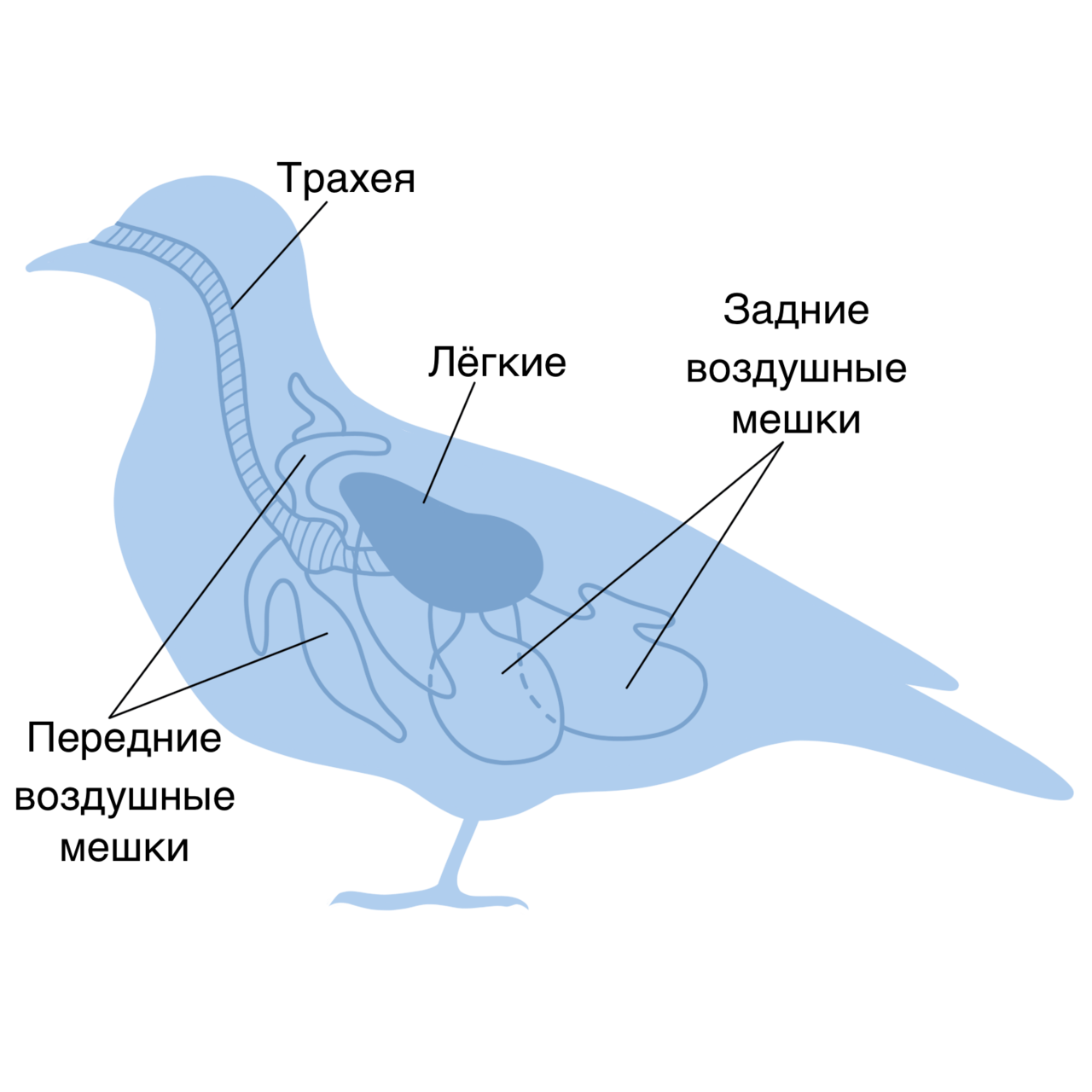 Кровь в легких птиц. Дыхательная система у птиц органы строение. Внутреннее строение птиц система органов. Структура дыхательной системы птиц. Дыхательная система птиц воздушные мешки.
