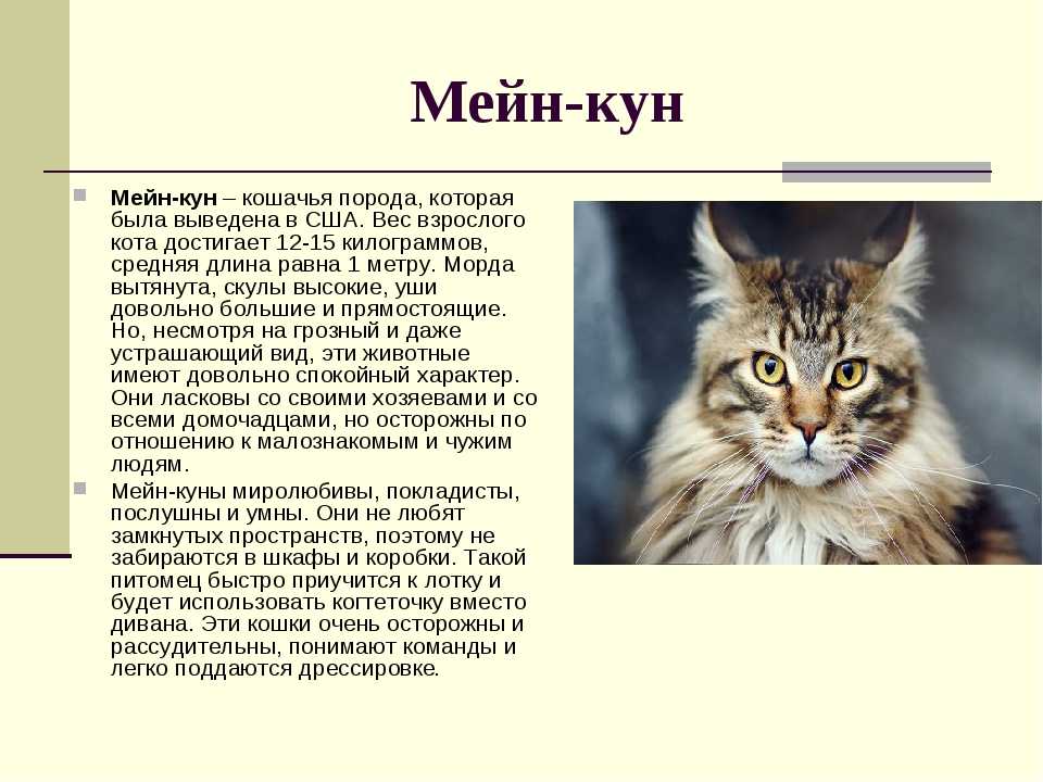 Все о мейн-куне: стандарт породы с фото, описание характера кошки, особенности ухода