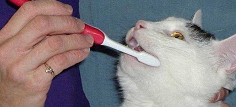 Почему у кошки пахнет изо рта - воняет тухлятиной, гнилью, мочой, причины, как избавиться