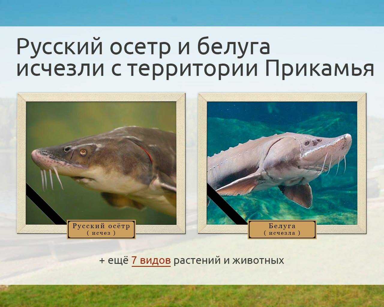 Животные, занесенные в красную книгу краснодарского края: названия, описание и фото — природа мира
