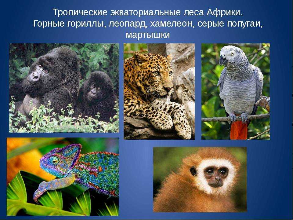 Тропические животные 1 класс. Фауна экваториальных лесов Южной Америки. Животный мир влажных экваториальных лесов Африки. Зона влажных экваториальных лесов животные. Животные которые обитают в тропиках.