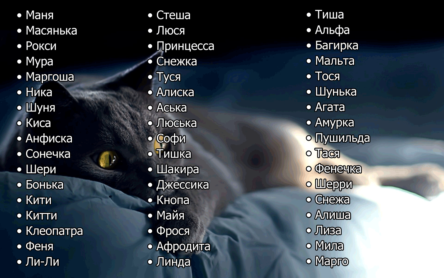 Самый полный список кличек для серого кота и кошки Имена на каждую букву алфавита Клички популярных персонажев, подборка оригинальных и прикольных вариантов