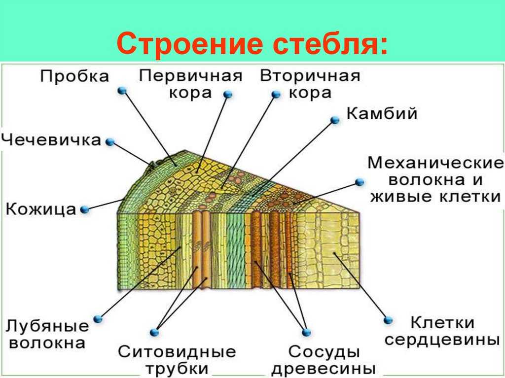 Урок 1: строение покрытосеменных - 100urokov.ru