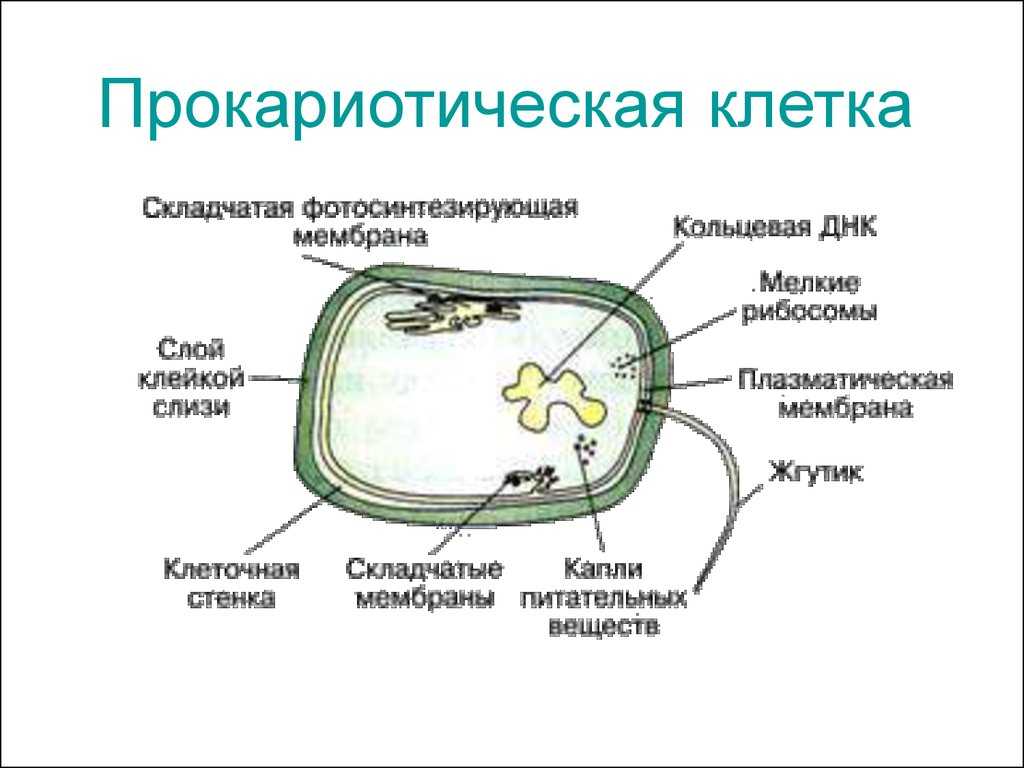 Сравнение клеток прокариот и эукариот в таблице - сайт по биологии