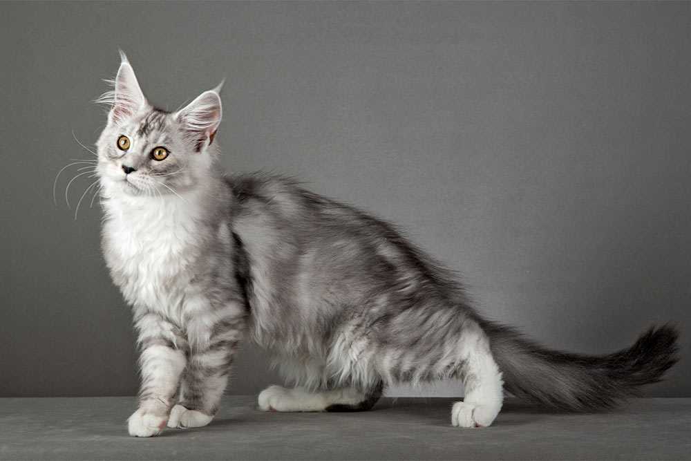 Как определить породу котенка по окрасу, телосложению, типу шерсти, окрасу, хвосту и строению ушей - petstory